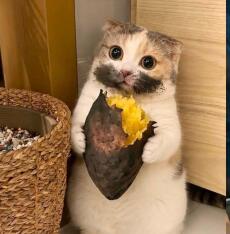 Cá cá ko ăn cá
