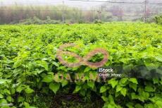 Song Nhi Khởi nghiệp Ký